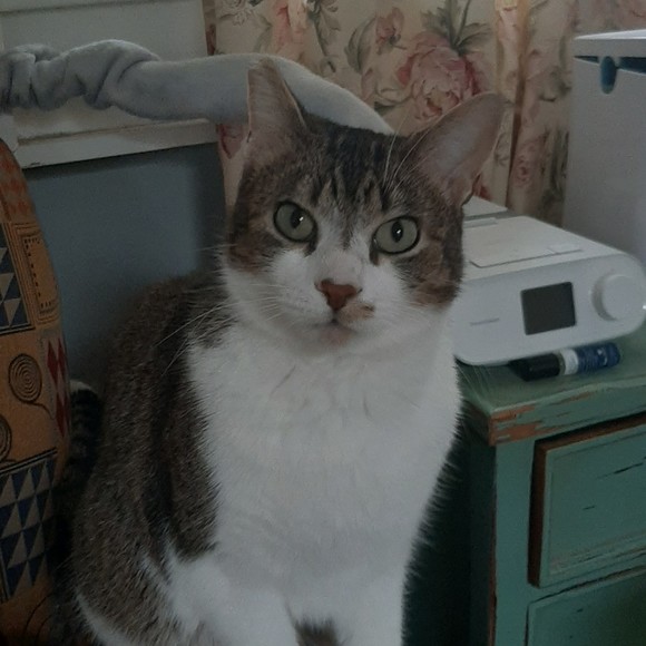 Meet your Posher, Posh - Picture 1 of 1